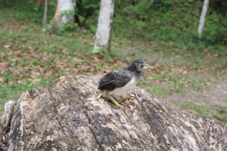 a young injured bird